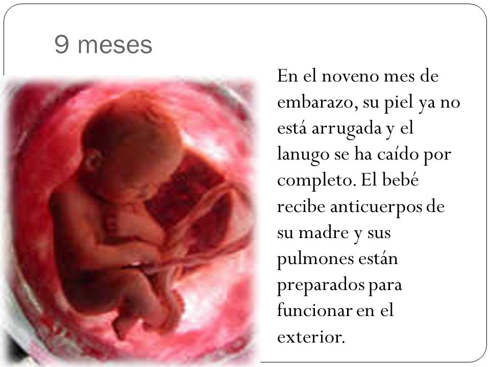 etapas del corte mes a mes ppt
